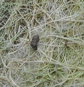 Quiz domenicale  facile e sportivo.....